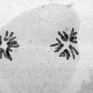 slides of meiosis in Paeonia, Paeonia californica, 1A (?), (normal)