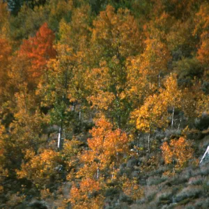 Populus tremuloides, Rock Creek, October, 2003