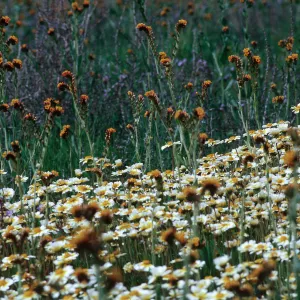 Layia (tidy tips) , Amsinckia (fiddleneck), Carrizo Plain