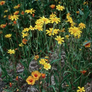 Monolopia, Mentzelia, Temblor Range