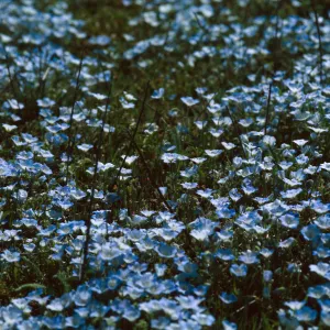 Nemophilia mentziesii, Cerro Noroeste