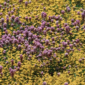 Castilleja + Lasthenia, Carrizo Plain