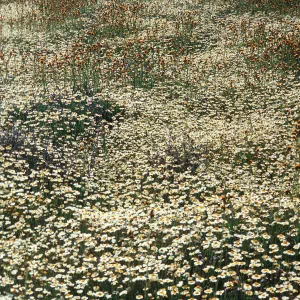 Layia glandulosa, Carrizo Plain