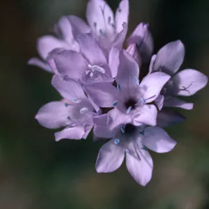 Gilia capitata, Antelope Valley