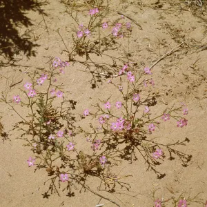 Gilia heterostyla, near Currant, Nevada