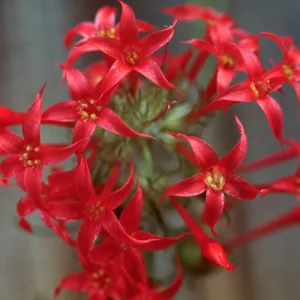 Ipomopsis aggregata ssp. aggregata