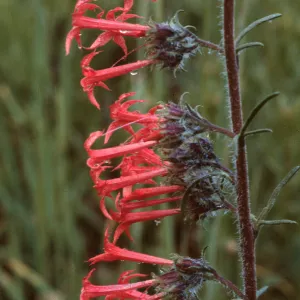 Ipomopsis aggregata ssp. aggregata