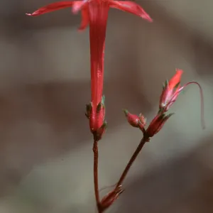 Ipomopsis aggregata bridgesii, Kern Plateau