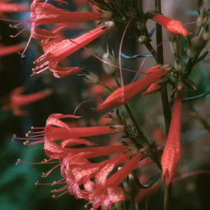 Ipomopsis aggregata formosissima, Coconemo County, Colorado