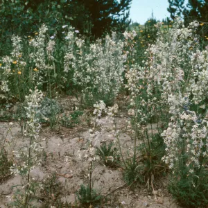 Ipomopsis aggregata weberi, Dumont Lake, Rabbit Ears Pass, Jackson County, Colorado