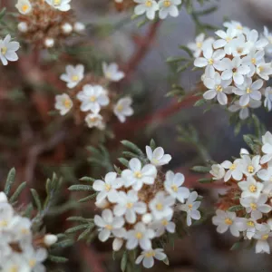 Ipomopsis congesta, Sacramento Pass, White Pine County, Nevada