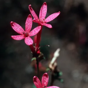 Ipomopsis aggregata bridgesii, Yosemite