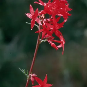 Ipomopsis arizonica, Flagstaff, Coconinio County, Arizona