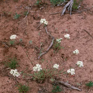 Ipomopsis congesta, Sacramento Pass, White Pine County, Nevada