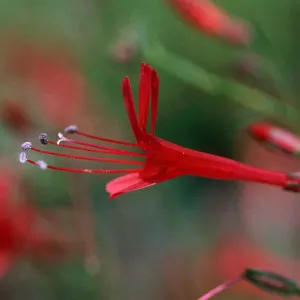 Ipomopsis tenuifolia, near Campo