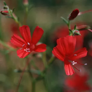 Ipomopsis tenuifolia, near Campo