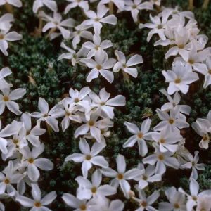 Phlox muscoides, North Park, Jackson County, Colorado