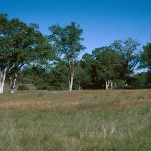 Big Oak Flat, Ft. Hunter-Liggett