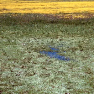 vernal pool, Hunter-Liggett, April, 1996