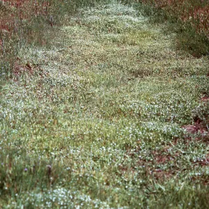 vernal pool, Hunter-Liggett, April, 1996