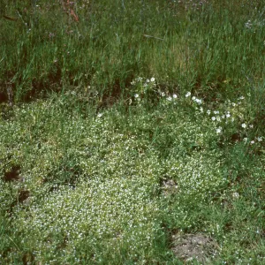 vernal pool, Fort Hunter-Liggett