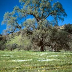 Quercus lobata + vernal pools, Ft. Hunter-Liggett