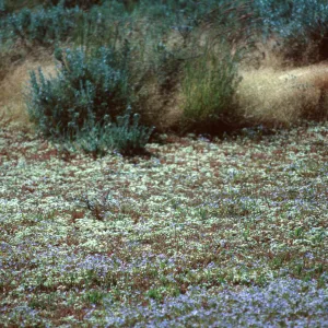 vernal pool, Sierra Valley