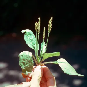 Plantago major