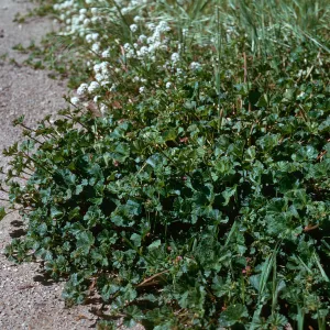 Pelargonium grossularioides