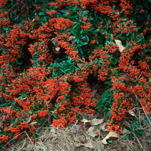 Pyracantha