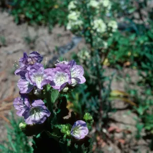 Phacelia grandiflora