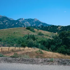 Pepper Trees along San Marcos Pass