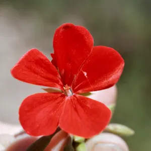 Pelargonium hortorum