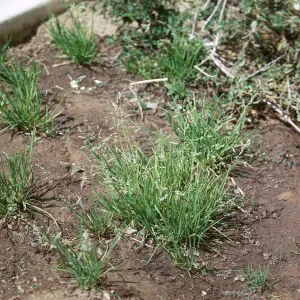 Poa annua
