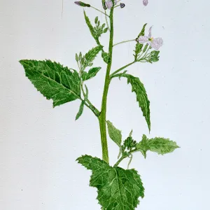 Wild Radish by A. GÃ¼nter, Raphanus sativus, March, 1974
