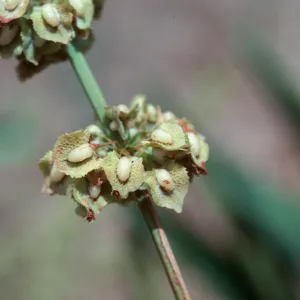 Rumex kerneri fruit, Carpinteria