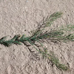 Sisymbrium, Ballinger