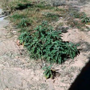 Solanum, E. CaÃ±on Perdido