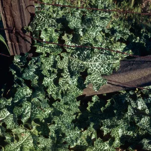 Milk Thistle leaves