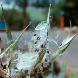 Milkweed fruit