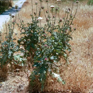 Milk Thistle, Carduus