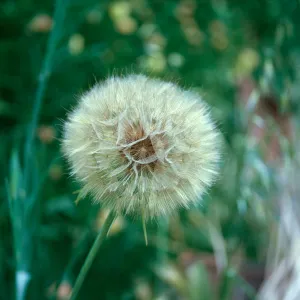 Tragopogon