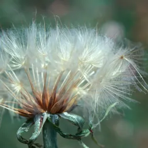 Trapopogon seed