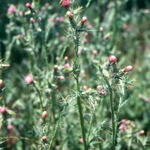 Italian Thistle