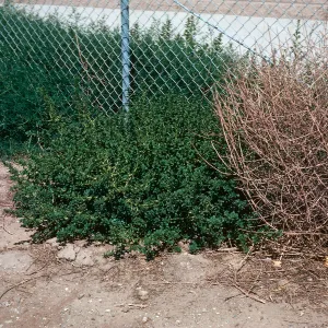 Amaranthus and Salsola