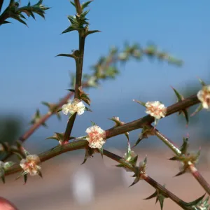 Russian Thistle
