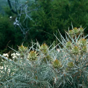 Artichoke Thistle, Hollister Ranch