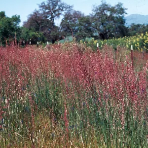 Veldt Grass