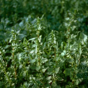 Urtica, Hollister