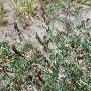 Vicia benghalensis